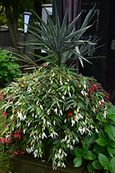Summerwings White Begonia (Begonia 'Summerwings White') at Lakeshore Garden Centres