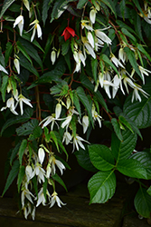 Summerwings White Begonia (Begonia 'Summerwings White') at Lakeshore Garden Centres