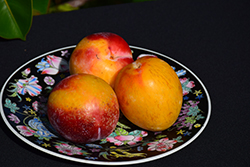 Howard Miracle Japanese Plum (Prunus salicina 'Howard Miracle') at Lakeshore Garden Centres