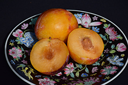 Howard Miracle Japanese Plum (Prunus salicina 'Howard Miracle') at Lakeshore Garden Centres