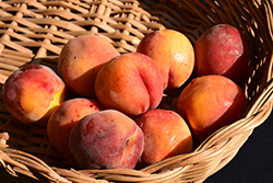 Garnet Beauty Peach (Prunus persica 'Garnet Beauty') at Lakeshore Garden Centres