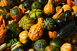 Ornamental Gourd (Cucurbita pepo 'Ornamental Gourd') at Lakeshore Garden Centres