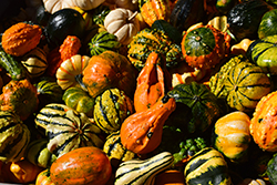 Gourd (Cucurbita pepo 'Gourd') at Lakeshore Garden Centres