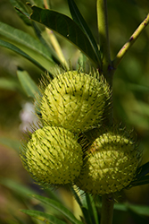 Balloon Plant (Gomphocarpus physocarpus) at Lakeshore Garden Centres