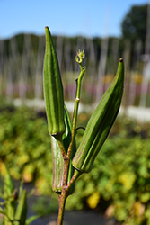 Green Fingers Okra (Abelmoschus esculentus 'Green Fingers') at Golden Acre Home & Garden