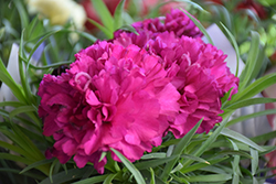 Flow Blinky Beach Carnation (Dianthus caryophyllus 'Blinky Beach') at Lakeshore Garden Centres