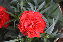 Flow Crane Beach Carnation (Dianthus caryophyllus 'Crane Beach') at Lakeshore Garden Centres