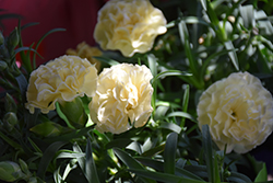 Flow Punta Cana Carnation (Dianthus caryophyllus 'Punta Cana') at Lakeshore Garden Centres