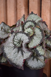 Escargot Begonia (Begonia 'Escargot') at Lakeshore Garden Centres