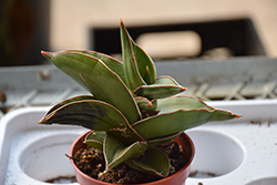 Samurai Sword Sansevieria (Sansevieria ehrenbergii 'Samurai') at Lakeshore Garden Centres