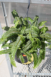 Dallas Fern (Nephrolepis exaltata 'Dallasii') at Lakeshore Garden Centres