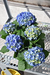 Bela Hydrangea (Hydrangea macrophylla 'Bela') at Lakeshore Garden Centres