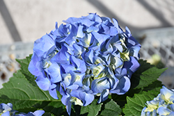 Bela Hydrangea (Hydrangea macrophylla 'Bela') at Lakeshore Garden Centres