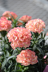Flow Bondy Beach Carnation (Dianthus caryophyllus 'Bondy Beach') at Lakeshore Garden Centres