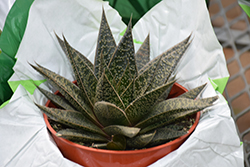 Flow Gasteraloe (Gasteraloe 'Flow') at Lakeshore Garden Centres