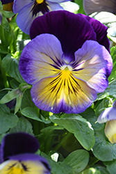 Freefall Morpho Pansy (Viola x wittrockiana 'Freefall Morpho') at Lakeshore Garden Centres