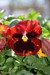 Freefall XL Scarlet Blotch Pansy (Viola x wittrockiana 'Freefall XL Scarlet Blotch') at Lakeshore Garden Centres
