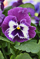 Delta Speedy Violet and White Pansy (Viola x wittrockiana 'Delta Speedy Violet and White') at Golden Acre Home & Garden