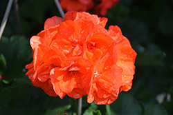 Savannah Oh So Orange Geranium (Pelargonium 'Savannah Oh So Orange') at Lakeshore Garden Centres