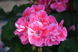 Savannah Pink Sizzle Geranium (Pelargonium 'Savannah Pink Sizzle') at Lakeshore Garden Centres