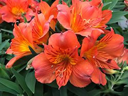 Colorita Amina Alstroemeria (Alstroemeria 'Zapriamin') at Lakeshore Garden Centres