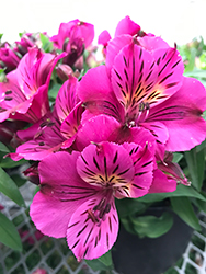Colorita Louise Alstroemeria (Alstroemeria 'Zaprilou') at Lakeshore Garden Centres