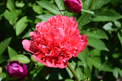 Lorelei Peony (Paeonia 'Lorelei') at Lakeshore Garden Centres