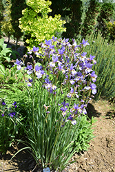 Banish Misfortune Iris (Iris sibirica 'Banish Misfortune') at Lakeshore Garden Centres