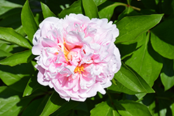 Tourangelle Peony (Paeonia 'Tourangelle') at Lakeshore Garden Centres