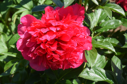 Command Performance Peony (Paeonia 'Command Performance') at Golden Acre Home & Garden