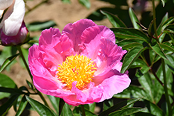 Pink Dawn Peony (Paeonia 'Pink Dawn') at Golden Acre Home & Garden
