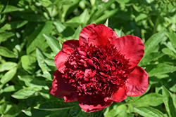 Longfellow Peony (Paeonia 'Longfellow') at Lakeshore Garden Centres