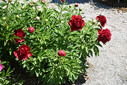 Longfellow Peony (Paeonia 'Longfellow') at Lakeshore Garden Centres