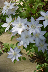 Mrs. George Jackman Clematis (Clematis 'Mrs. George Jackman') at Lakeshore Garden Centres