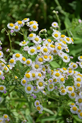 Philidelphia Fleabane (Erigeron philadelphicus) at Lakeshore Garden Centres