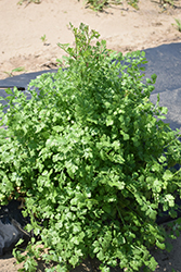 Dwarf Lemon Coriander (Coriandrum sativum 'Dwarf Lemon') at Lakeshore Garden Centres