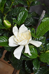 Mystery Gardenia (Gardenia jasminoides 'Mystery') at Lakeshore Garden Centres