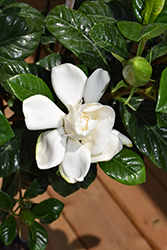 Radicans Miniature Gardenia (Gardenia jasminoides 'Radicans') at Lakeshore Garden Centres