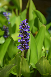 Pickerelweed (Pontederia cordata) at Lakeshore Garden Centres