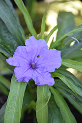 Katie Dwarf Mexican Petunia (Ruellia brittoniana 'Katie') at Lakeshore Garden Centres
