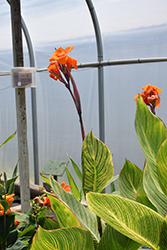 Bengal Tiger Canna (Canna 'Bengal Tiger') at Lakeshore Garden Centres