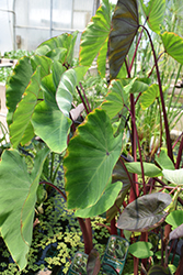 Rhubarb Elephant Ear (Colocasia esculenta 'Rhubarb') at Lakeshore Garden Centres