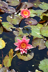 Robinsoniana Hardy Water Lily (Nymphaea 'Robinsoniana') at Lakeshore Garden Centres