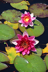 Laydekeri Fulgens Hardy Water Lily (Nymphaea 'Laydekeri Fulgens') at Lakeshore Garden Centres