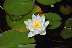 Virginalis Hardy Water Lily (Nymphaea 'Virginalis') at Lakeshore Garden Centres