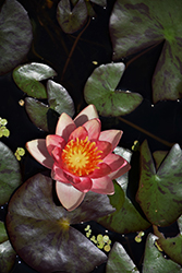 Indiana Hardy Water Lily (Nymphaea 'Indiana') at Lakeshore Garden Centres