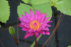 Bull's Eye Tropical Water Lily (Nymphaea 'Bull's Eye') at Lakeshore Garden Centres