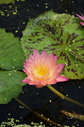 Albert Greenberg Tropical Water Lily (Nymphaea 'Albert Greenberg') at Lakeshore Garden Centres