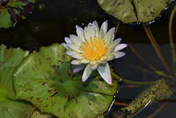 Green SmokeTropical Water Lily (Nymphaea 'Green Smoke') at Lakeshore Garden Centres