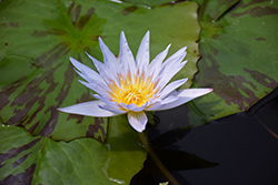 Marmorata Tropical Water Lily (Nymphaea 'Marmorata') at Lakeshore Garden Centres